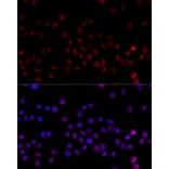 Immunofluorescence - Anti-hnRNP L Antibody (A90797) - Antibodies.com