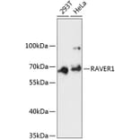 Western Blot - Anti-RAVER1 Antibody (A90799) - Antibodies.com