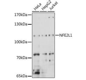 Western Blot - Anti-NFE2L1 Antibody (A90801) - Antibodies.com