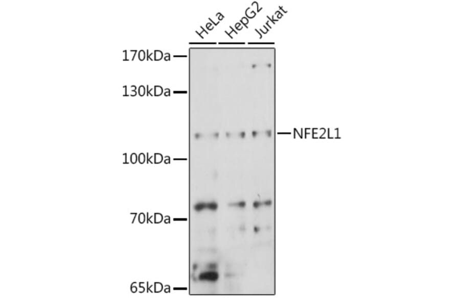 Western Blot - Anti-NFE2L1 Antibody (A90801) - Antibodies.com