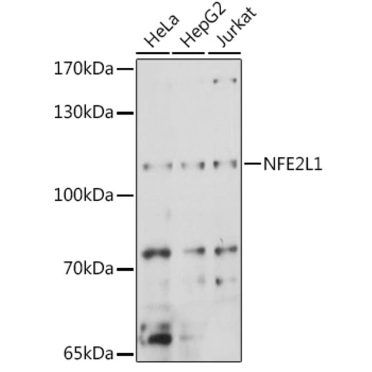 Western Blot - Anti-NFE2L1 Antibody (A90801) - Antibodies.com