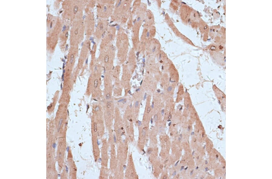 Immunohistochemistry - Anti-NFE2L1 Antibody (A90801) - Antibodies.com