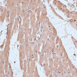 Immunohistochemistry - Anti-NFE2L1 Antibody (A90801) - Antibodies.com