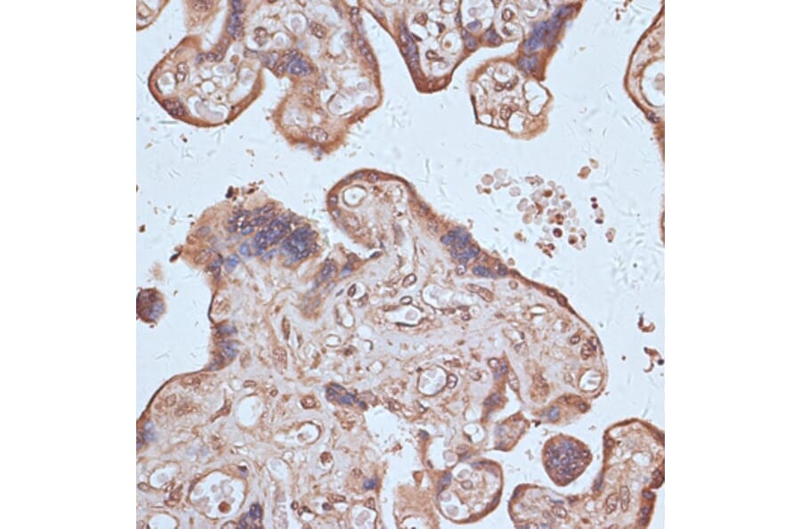 Immunohistochemistry - Anti-NFE2L1 Antibody (A90801) - Antibodies.com