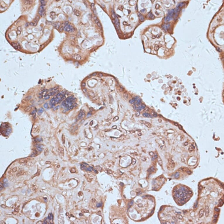Immunohistochemistry - Anti-NFE2L1 Antibody (A90801) - Antibodies.com