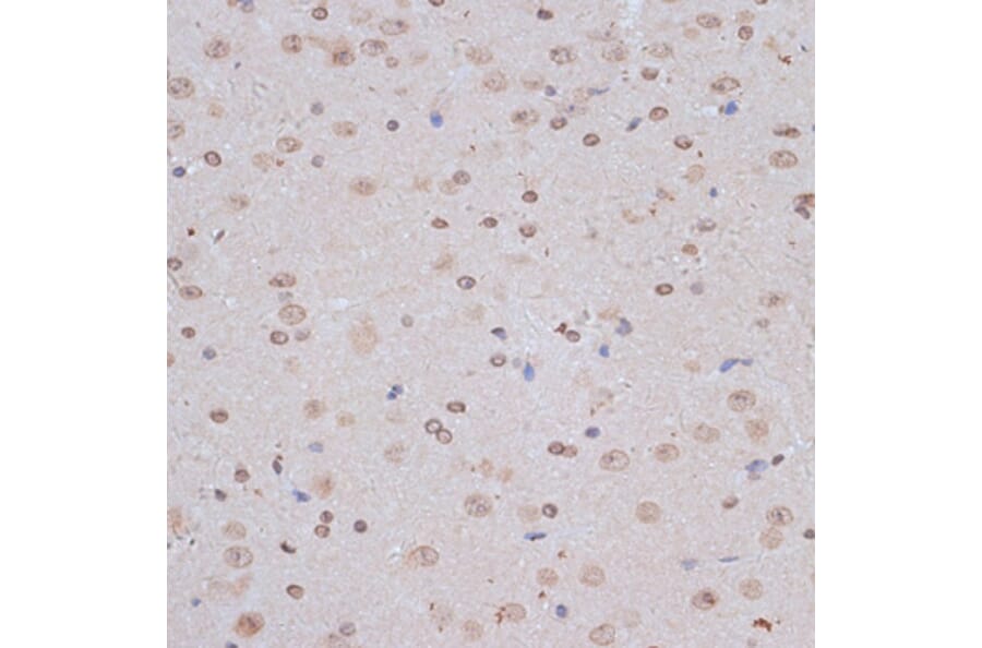 Immunohistochemistry - Anti-NFE2L1 Antibody (A90801) - Antibodies.com