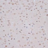 Immunohistochemistry - Anti-NFE2L1 Antibody (A90801) - Antibodies.com