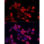 Immunofluorescence - Anti-NFE2L1 Antibody (A90801) - Antibodies.com