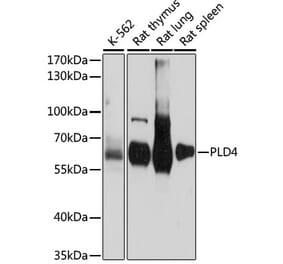 Western Blot - Anti-PLD4 Antibody (A90802) - Antibodies.com