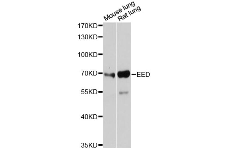 Western Blot - Anti-EED Antibody (A12776) - Antibodies.com