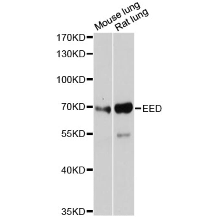 Western Blot - Anti-EED Antibody (A12776) - Antibodies.com