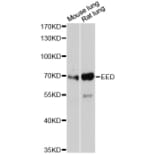 Western Blot - Anti-EED Antibody (A12776) - Antibodies.com
