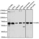 Western Blot - Anti-Lrwd1 Antibody (A15576) - Antibodies.com