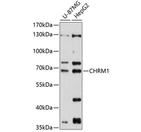 Western Blot - Anti-CHRM1 Antibody (A90807) - Antibodies.com