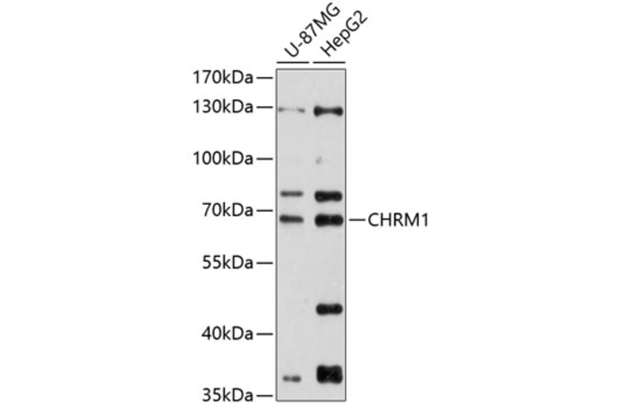 Western Blot - Anti-CHRM1 Antibody (A90807) - Antibodies.com
