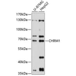 Western Blot - Anti-CHRM1 Antibody (A90807) - Antibodies.com
