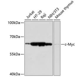 Western Blot - Anti-c-Myc Antibody (A90810) - Antibodies.com