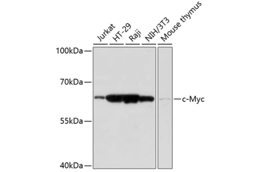 Western Blot - Anti-c-Myc Antibody (A90810) - Antibodies.com