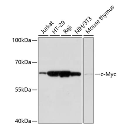 Western Blot - Anti-c-Myc Antibody (A90810) - Antibodies.com
