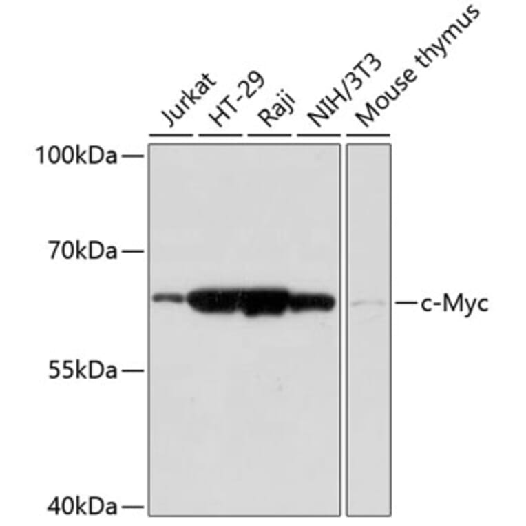 Western Blot - Anti-c-Myc Antibody (A90810) - Antibodies.com