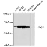 Western Blot - Anti-c-Myc Antibody (A90810) - Antibodies.com