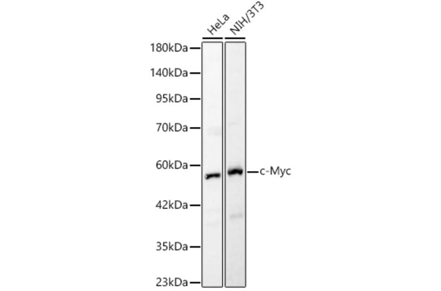 Western Blot - Anti-c-Myc Antibody (A90810) - Antibodies.com