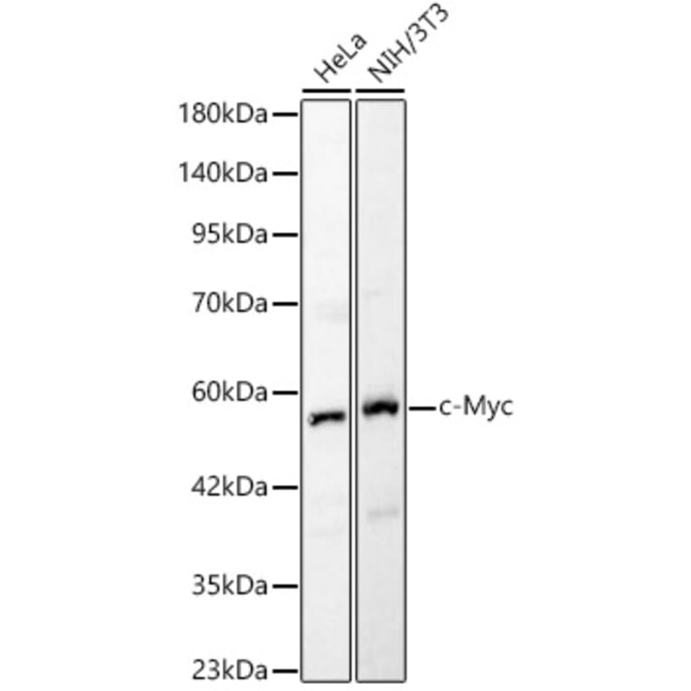 Western Blot - Anti-c-Myc Antibody (A90810) - Antibodies.com