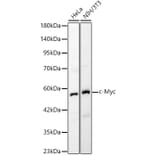 Western Blot - Anti-c-Myc Antibody (A90810) - Antibodies.com