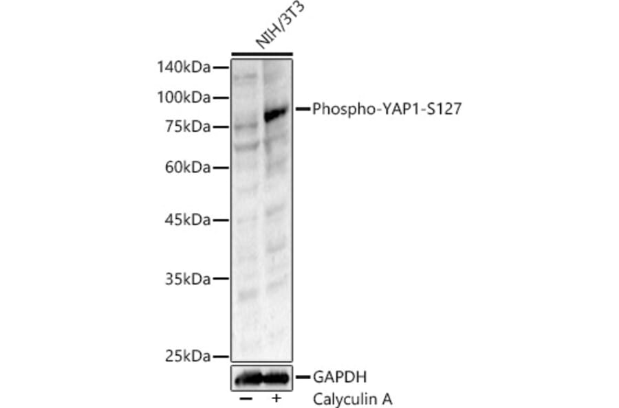 Western Blot - Anti-YAP1 (phospho Ser127) Antibody (A90812) - Antibodies.com