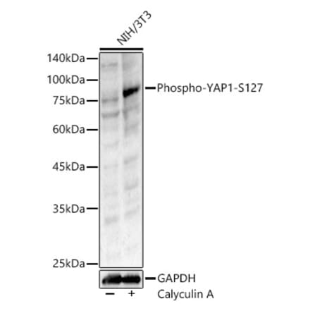Western Blot - Anti-YAP1 (phospho Ser127) Antibody (A90812) - Antibodies.com