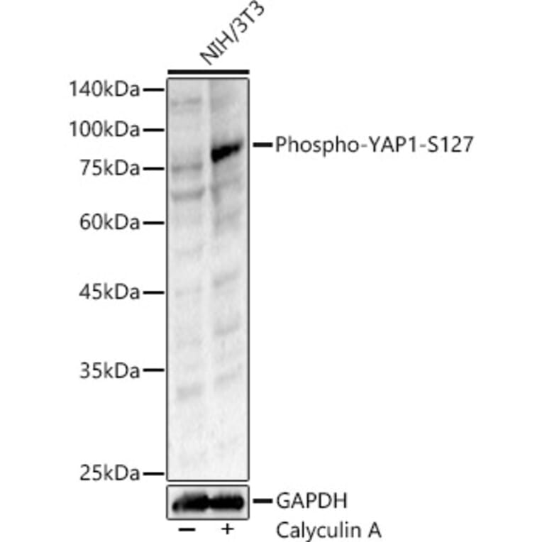 Western Blot - Anti-YAP1 (phospho Ser127) Antibody (A90812) - Antibodies.com