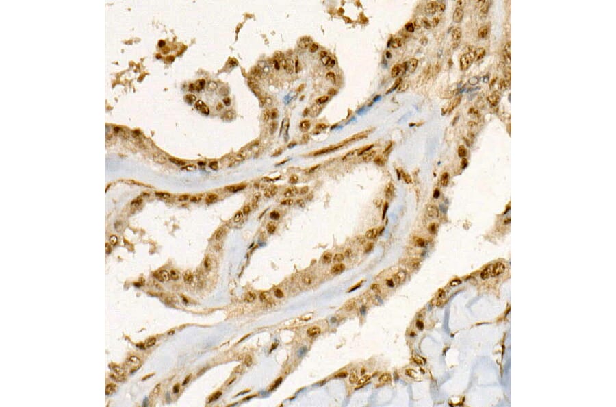 Immunohistochemistry - Anti-YAP1 (phospho Ser127) Antibody (A90812) - Antibodies.com