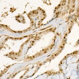 Immunohistochemistry - Anti-YAP1 (phospho Ser127) Antibody (A90812) - Antibodies.com