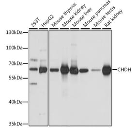 Western Blot - Anti-CHDH Antibody (A90813) - Antibodies.com