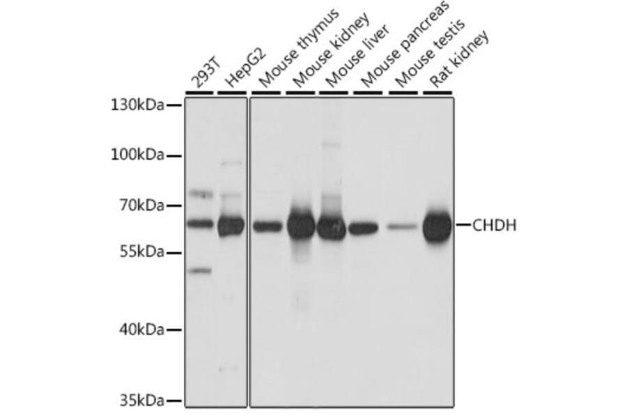 Western Blot - Anti-CHDH Antibody (A90813) - Antibodies.com