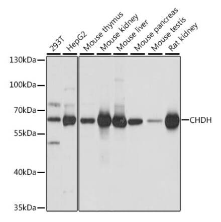 Western Blot - Anti-CHDH Antibody (A90813) - Antibodies.com