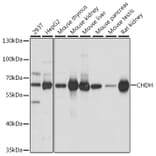 Western Blot - Anti-CHDH Antibody (A90813) - Antibodies.com