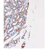 Immunohistochemistry - Anti-CHDH Antibody (A90813) - Antibodies.com