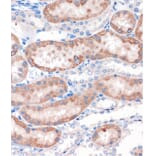 Immunohistochemistry - Anti-CHDH Antibody (A90813) - Antibodies.com