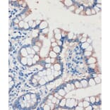 Immunohistochemistry - Anti-CHDH Antibody (A90813) - Antibodies.com