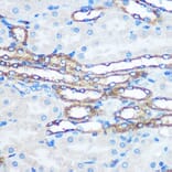Immunohistochemistry - Anti-PKM Antibody (A90814) - Antibodies.com