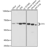 Western Blot - Anti-YY1 Antibody (A90816) - Antibodies.com