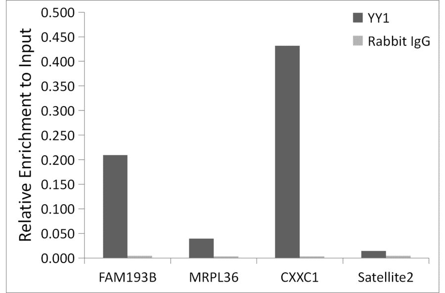 Chromatin Immunoprecipitation - Anti-YY1 Antibody (A90816) - Antibodies.com