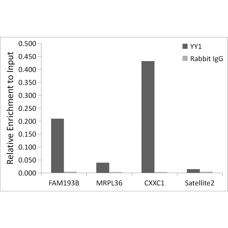 Chromatin Immunoprecipitation - Anti-YY1 Antibody (A90816) - Antibodies.com