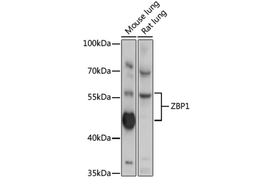 Western Blot - Anti-DAI Antibody (A90817) - Antibodies.com