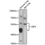Western Blot - Anti-DAI Antibody (A90817) - Antibodies.com