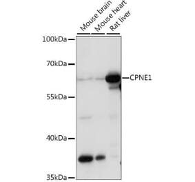 Western Blot - Anti-CPNE1 Antibody (A90818) - Antibodies.com