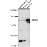 Western Blot - Anti-CPNE1 Antibody (A90818) - Antibodies.com