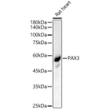 Western Blot - Anti-PAX3 Antibody (A90819) - Antibodies.com