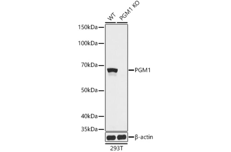 Western Blot - Anti-PGM1 Antibody (A90823) - Antibodies.com